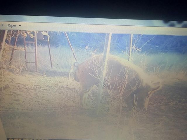 462 Schenk-Witkowski Rd, Rocksprings, TX 78880