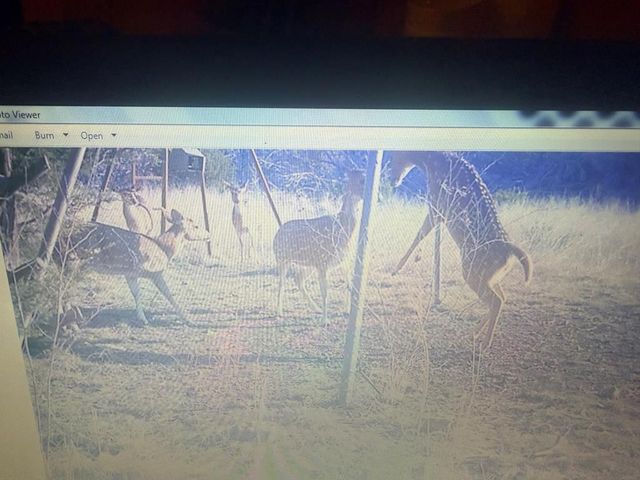 462 Schenk-Witkowski Rd, Rocksprings, TX 78880