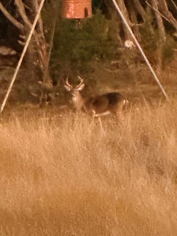 462 Schenk-Witkowski Rd, Rocksprings, TX 78880