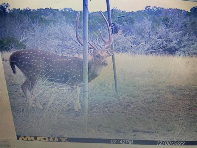 462 Schenk-Witkowski Rd, Rocksprings, TX 78880