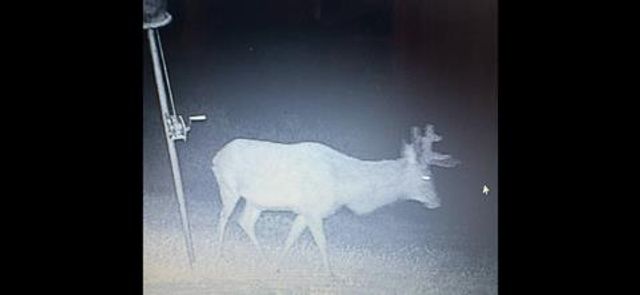 462 Schenk-Witkowski Rd, Rocksprings, TX 78880