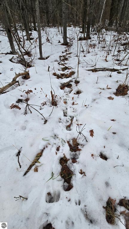 Image 8 of property listing at 13384 Bartz Road, Hubbard Lake, MI 49747