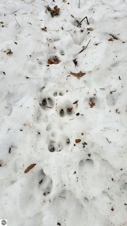 Image 9 of property listing at 13384 Bartz Road, Hubbard Lake, MI 49747