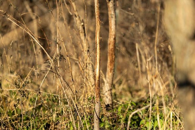 14030 Ode Road, Platte City, MO 64079