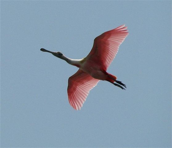 5 Little Torch, Hitchcock, TX 77563