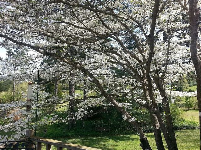 491 Hillview Dr, Lawrenceburg, TN 38464