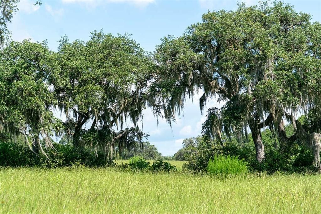 LOT22,SHORELINE RANCH LN, Umatilla, FL 32784