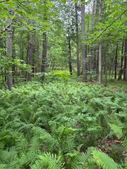 TBD Pool Lake Road NE, Port Hope Twp, MN 56601
