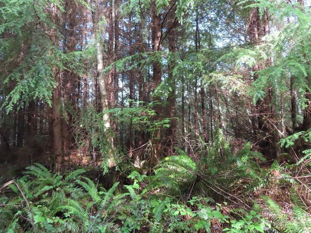 0 Tract 2 State Route 101, South Bend, WA 98596