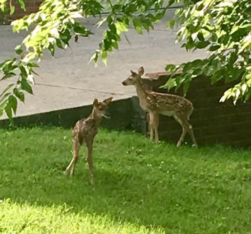 508 Spinnaker Ct, Smyrna, TN 37167