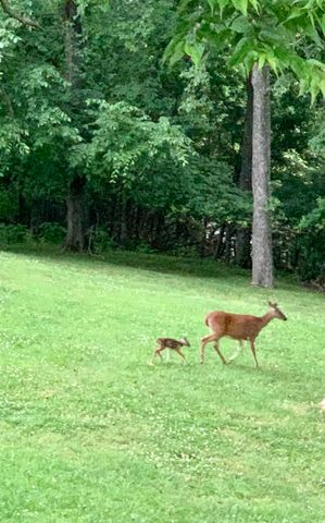 508 Spinnaker Ct, Smyrna, TN 37167