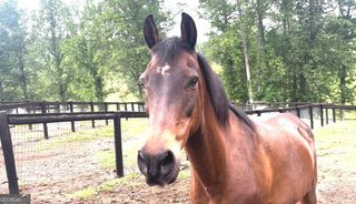 349 Debord Drive LOT #4, Waleska, GA 30183