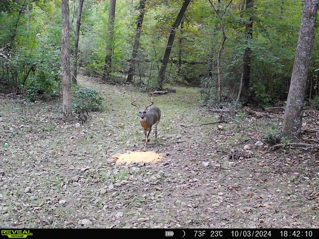 974 Geier Road, Mountain View, AR 72560