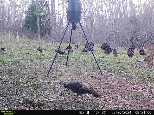 974 Geier Road, Mountain View, AR 72560