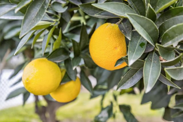 8888 Tahiti Ct, Orangevale, CA 95662