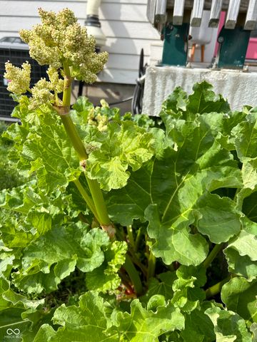 267 Iowa Street, Indianapolis, IN 46225