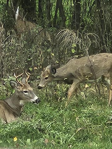 245 SUMMIT STREET, Iola, WI 54945