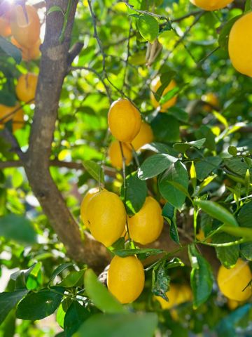 1559 Rushing St, Yuba City, CA 95993