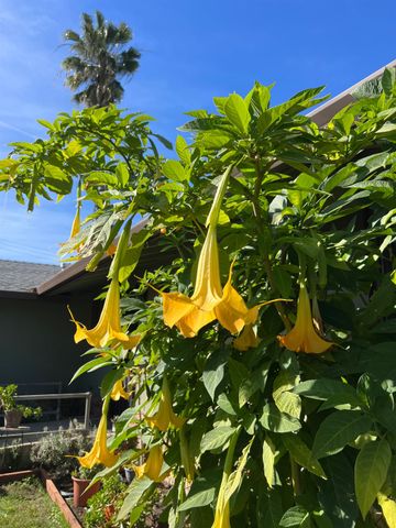 1559 Rushing St, Yuba City, CA 95993