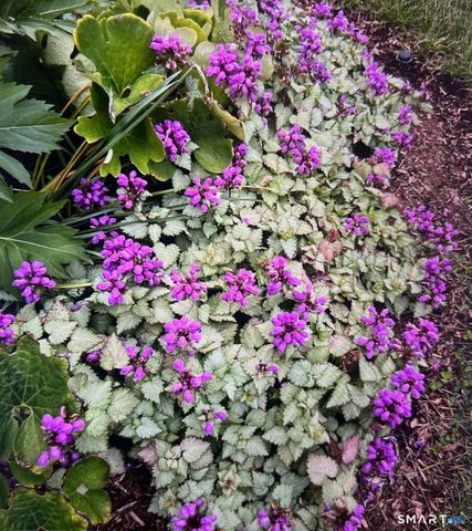 1 Magnolia Circle 1, Farmington, CT 06032