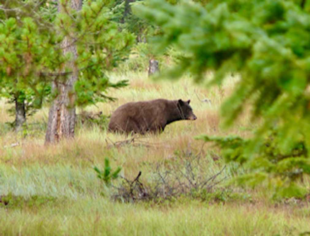 488 & 536 Grumpy Dog Road, Libby, MT 59923 photo 78