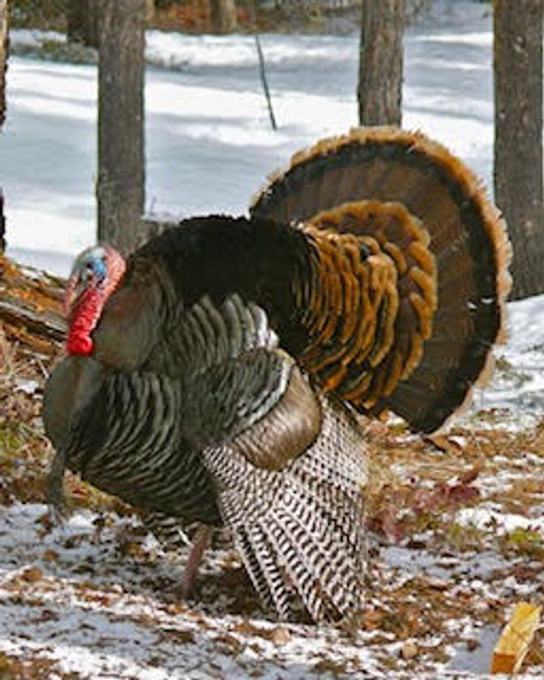 488 & 536 Grumpy Dog Road, Libby, MT 59923 photo 79