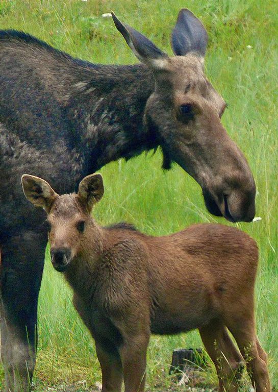 488 & 536 Grumpy Dog Road, Libby, MT 59923 photo 80