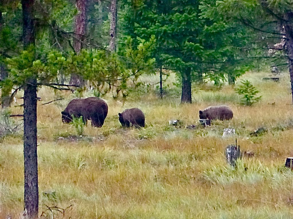 488 & 536 Grumpy Dog Road, Libby, MT 59923 photo 81