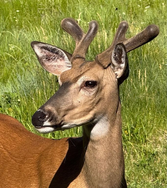 488 & 536 Grumpy Dog Road, Libby, MT 59923 photo 82