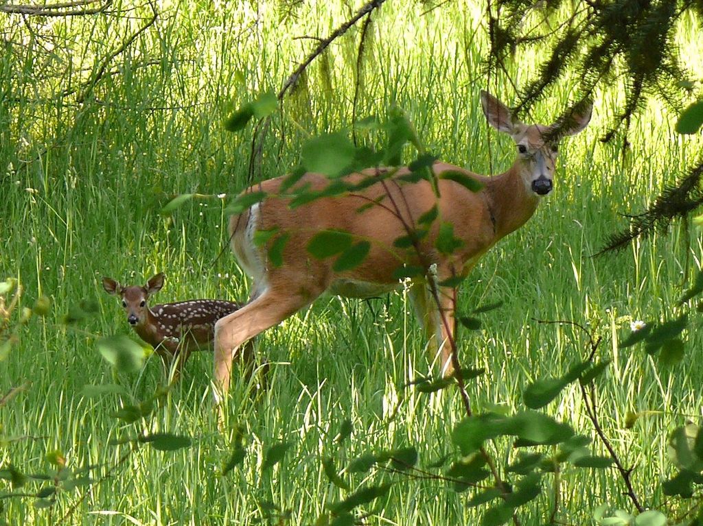 488 & 536 Grumpy Dog Road, Libby, MT 59923 photo 83