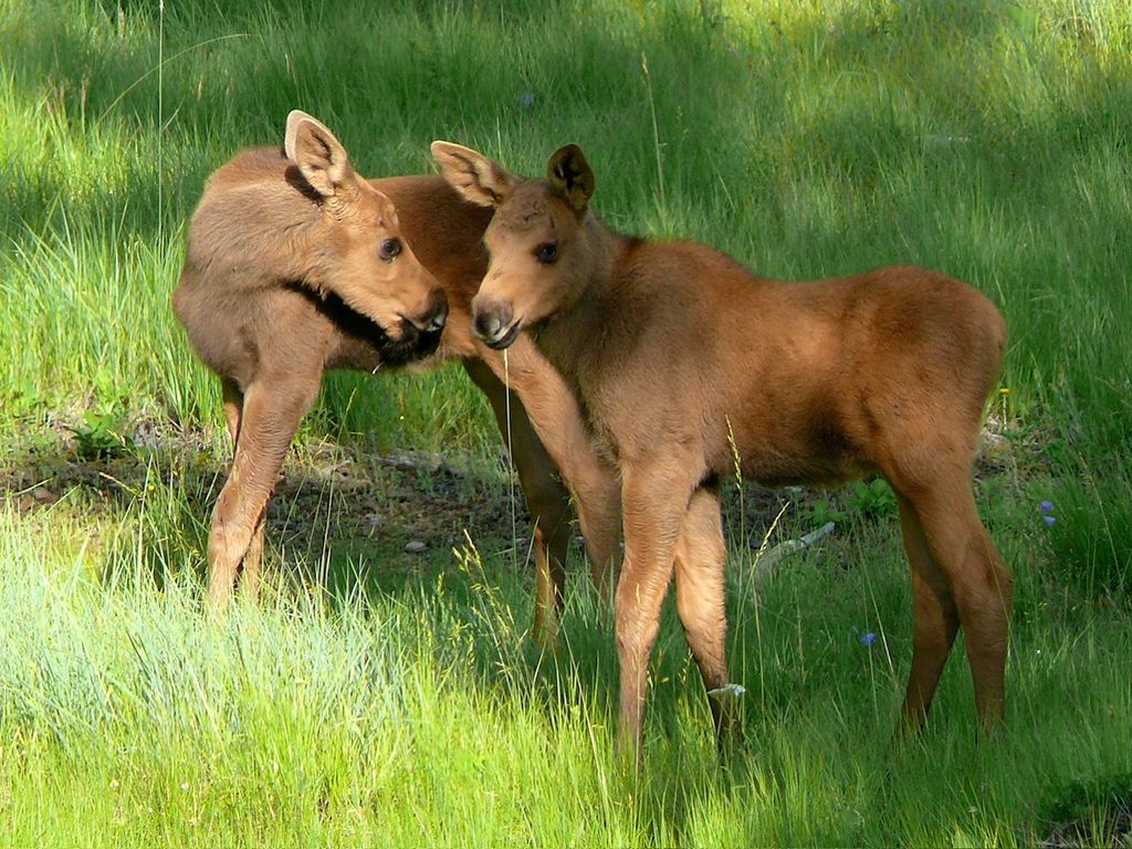 488 & 536 Grumpy Dog Road, Libby, MT 59923 photo 84