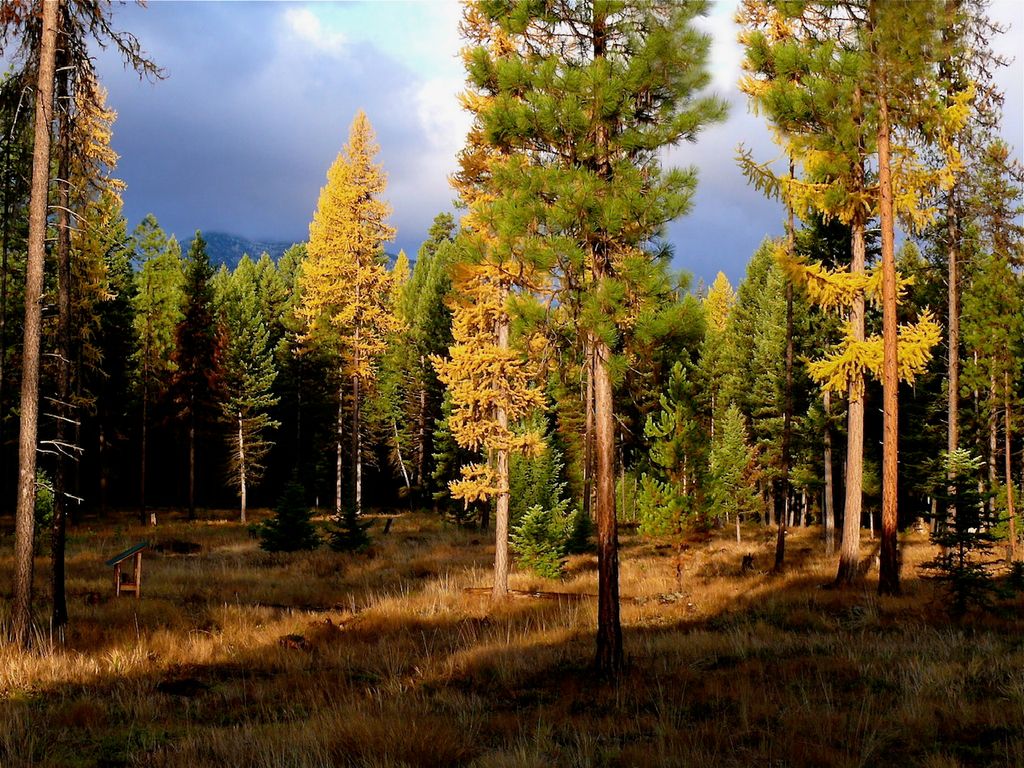 488 & 536 Grumpy Dog Road, Libby, MT 59923 photo 85