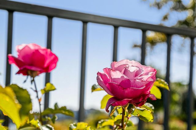 392 Saint Martin Drive, Redwood Shores, CA 94065