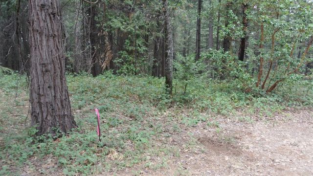 24825 Harrison St, Foresthill, CA 95631