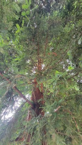 151 Lyell Street, Los Altos, CA 94022