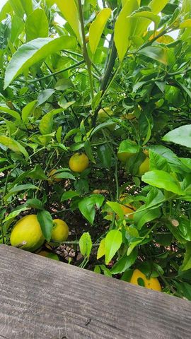 151 Lyell Street, Los Altos, CA 94022