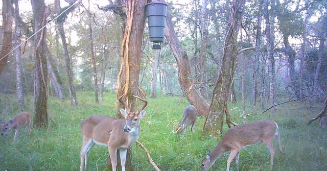 0 Squirrel Hollow Road, Damon, TX 77430