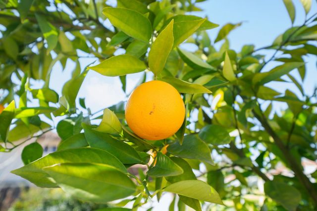 8336 Newbridge Way, Citrus Heights, CA 95610