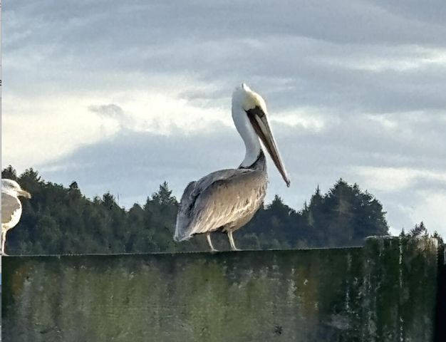 11 Crab Street, Eureka, CA 95503