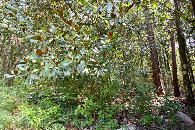 97 Walnut Avenue, Defuniak Springs, FL 32435