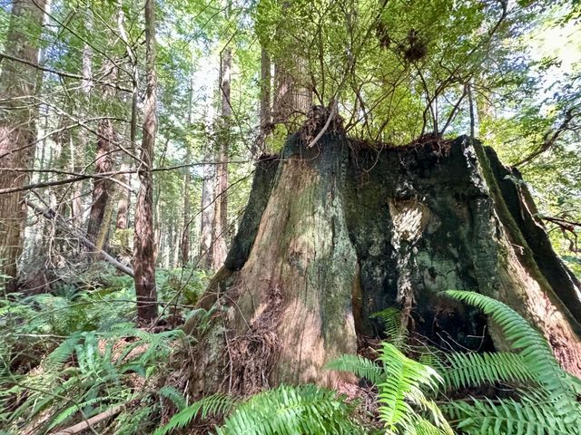 3639 Greenwood Heights Drive, Kneeland, CA 95549