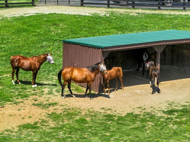 595 Moores Mill Road, Midway, KY 40347