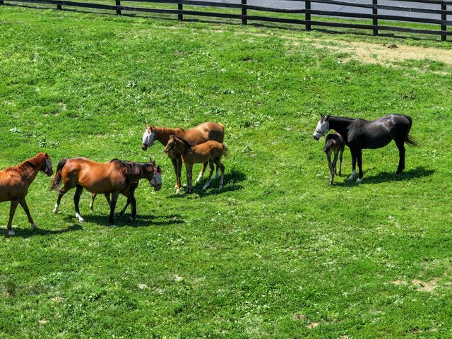 595 Moores Mill Road, Midway, KY 40347