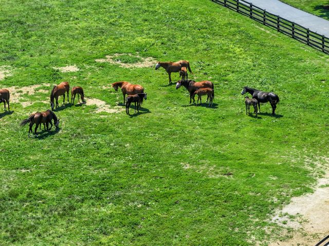 595 Moores Mill Road, Midway, KY 40347