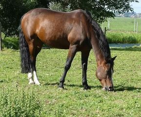 Lt 29 Broken Arrow Trail, Angleton, TX 77515