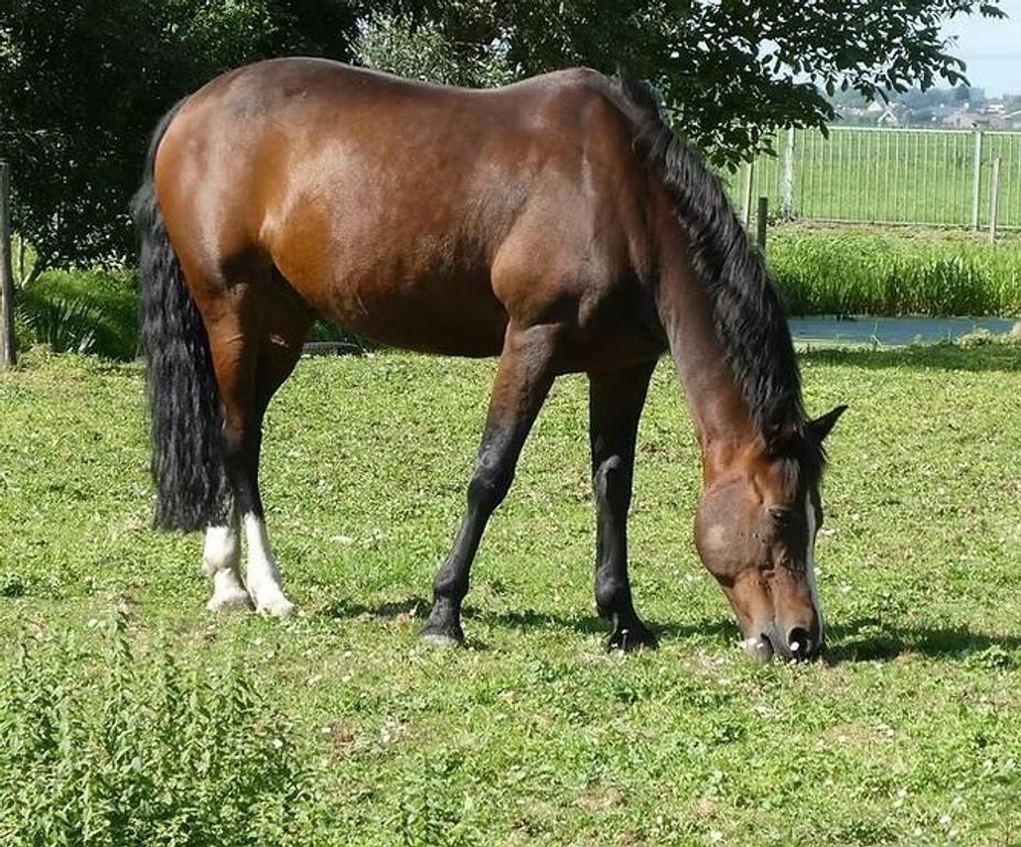 Lt 29 Broken Arrow Trail, Angleton, TX 77515