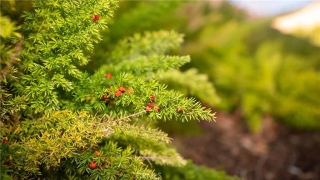 15002 Sagegrove Lane, Fontana, CA 92336