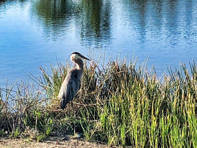 11120 MCDERMOTT COURT, Englewood, FL 34223