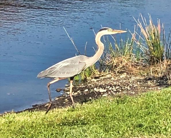 11120 MCDERMOTT COURT, Englewood, FL 34223