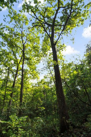 000 County Road 1990, Willow Springs, MO 65793